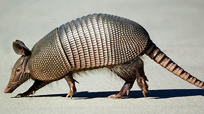 Dead Armadillos